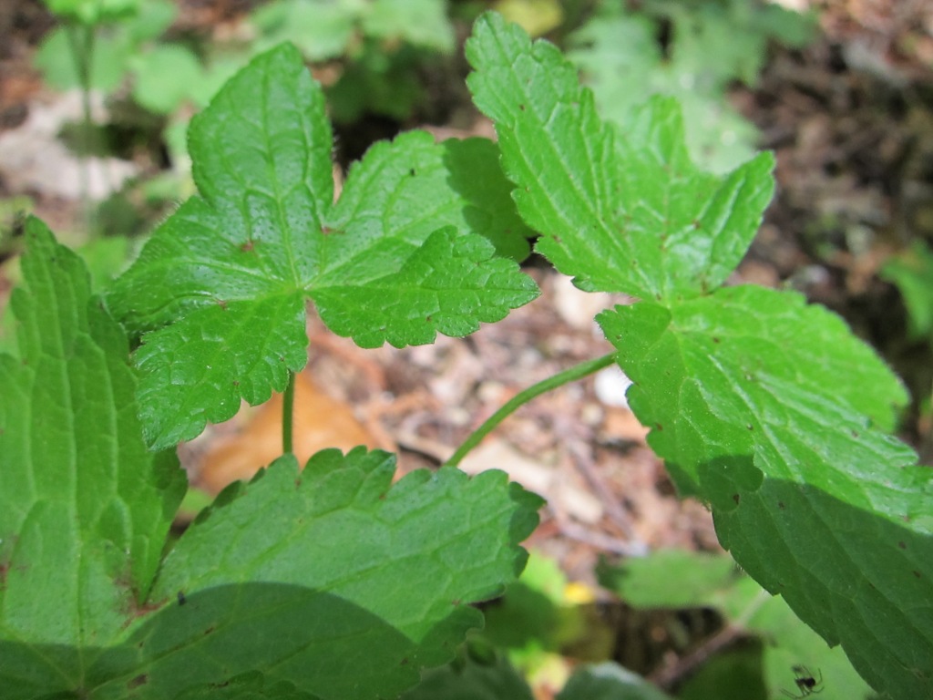Geranium versicolor / Geranio striato